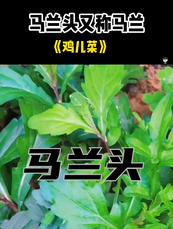 植物科普:马兰头又叫红梗菜,是江浙地区十分有名的一种野菜