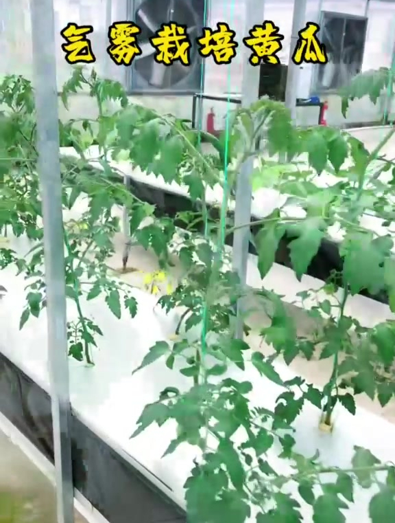 掌握了这项技术,阳台水培种菜不在是什么难事