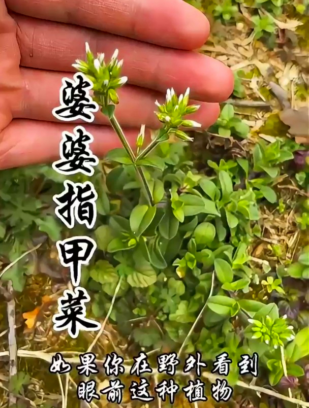 传说中的婆婆指甲菜,不仅名字有趣,它的作用更是让人惊喜连连!