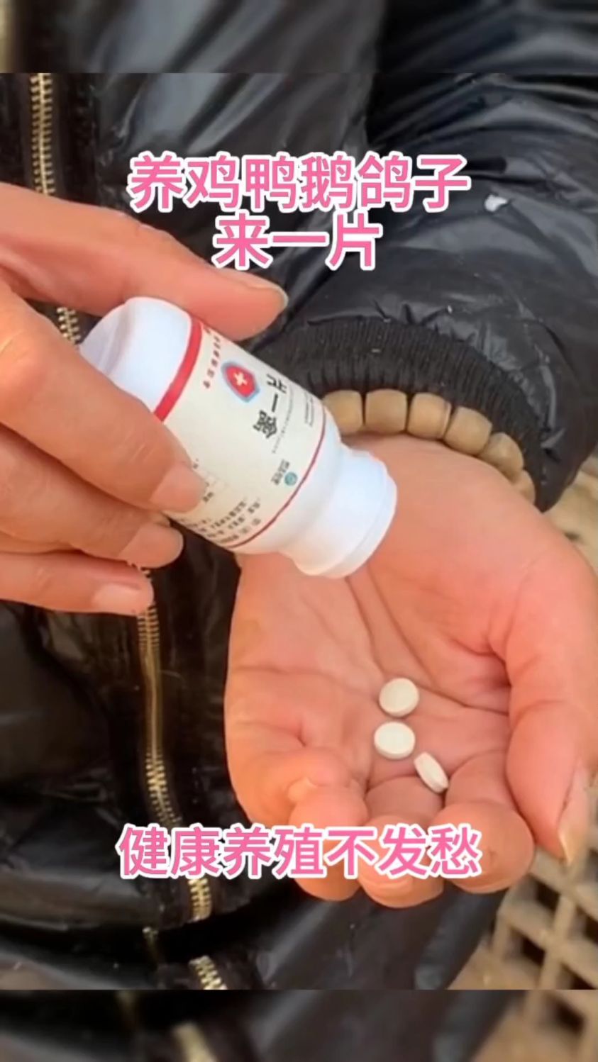养鸡鸭鹅鸽子来一片,健康养殖不发愁