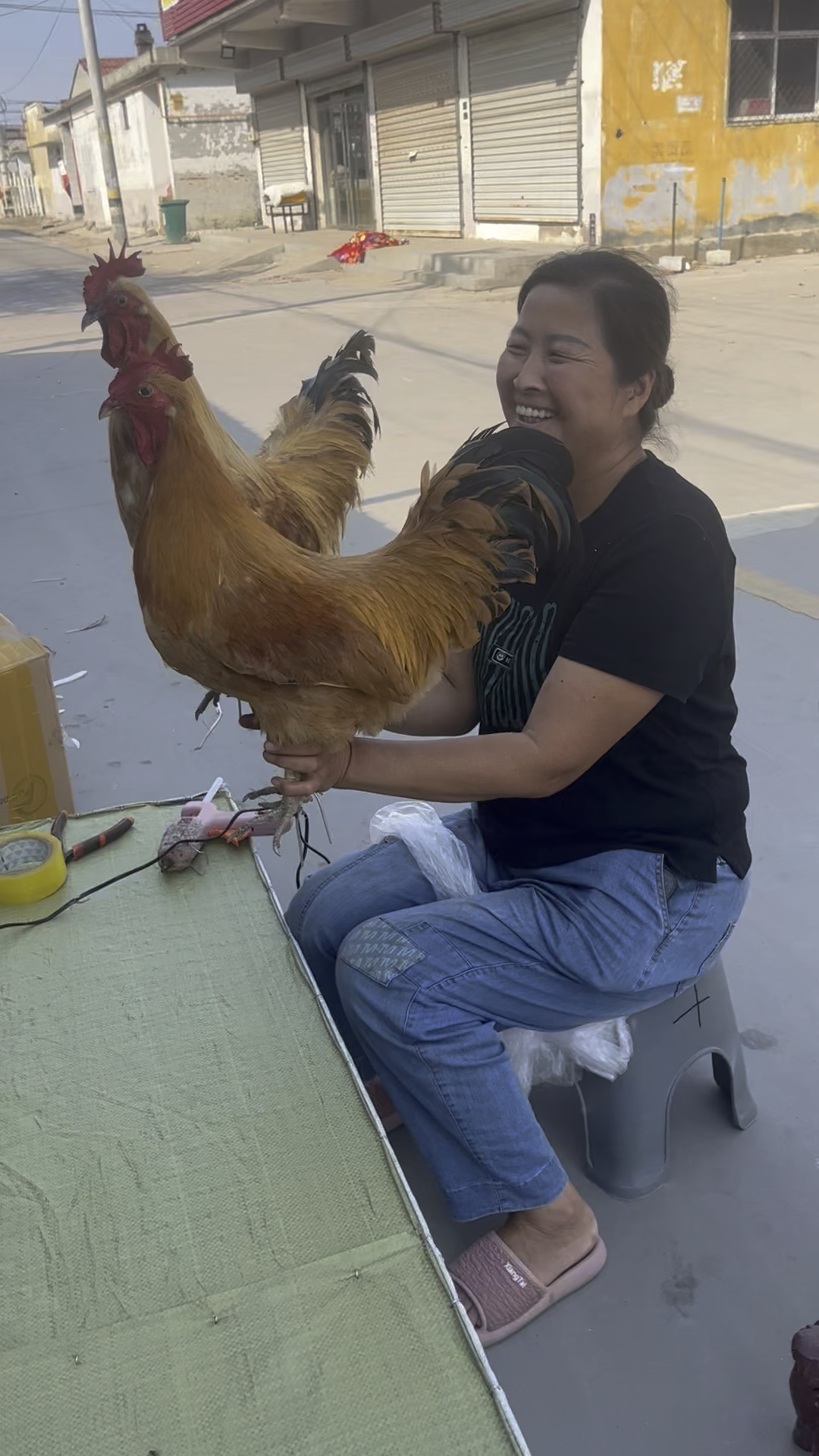大公鸡标本,喜欢吗