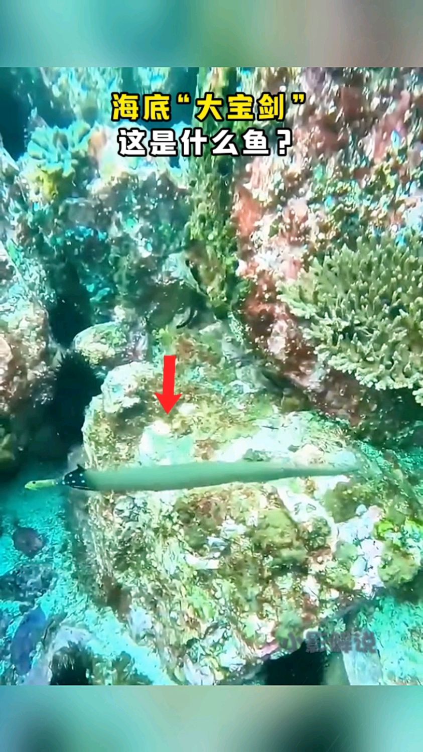 海底遇到酷似大宝剑的鱼!真是开眼了