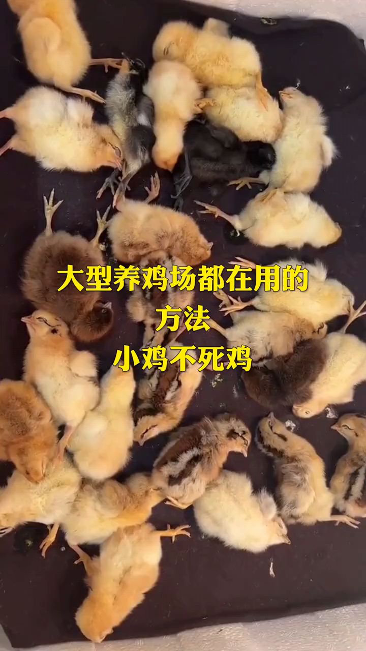 大型养鸡场都是这样喂小鸡