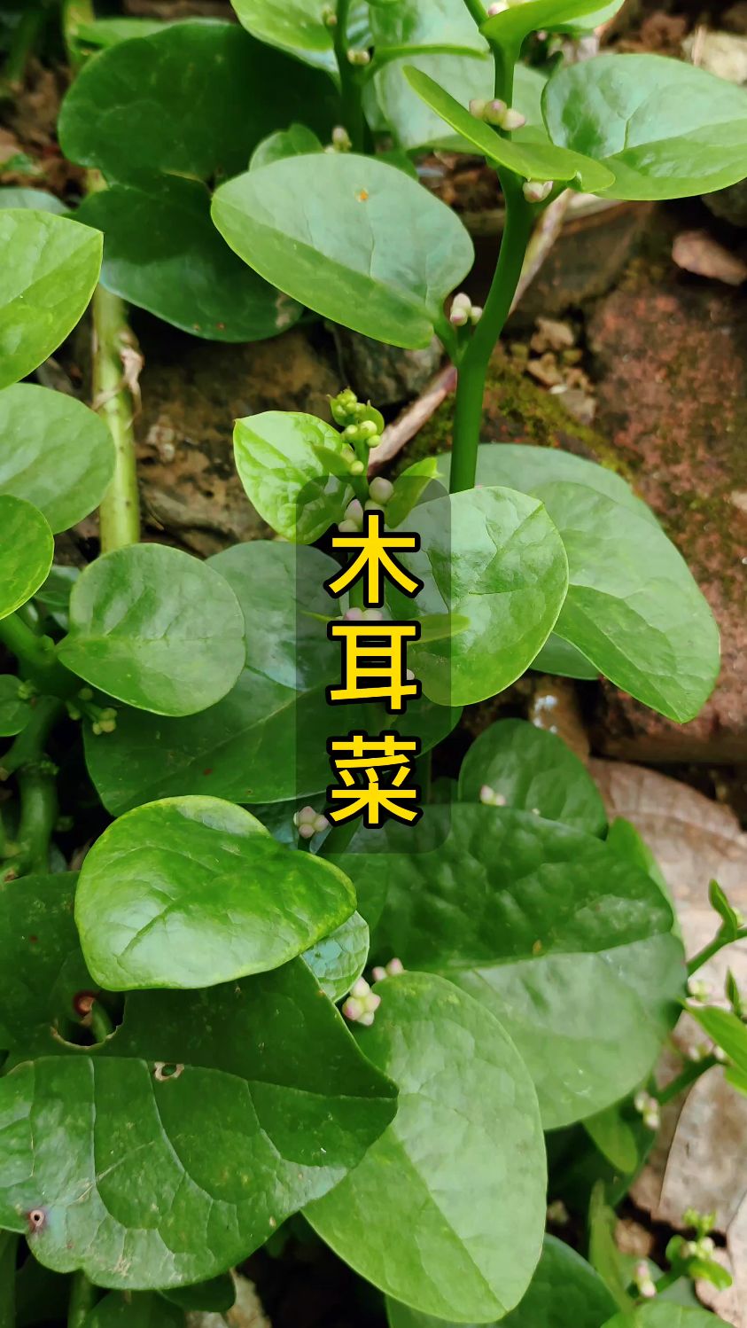 在农村没人吃的野菜,城里却卖的比其它菜都要贵,木耳菜你吃过吗?