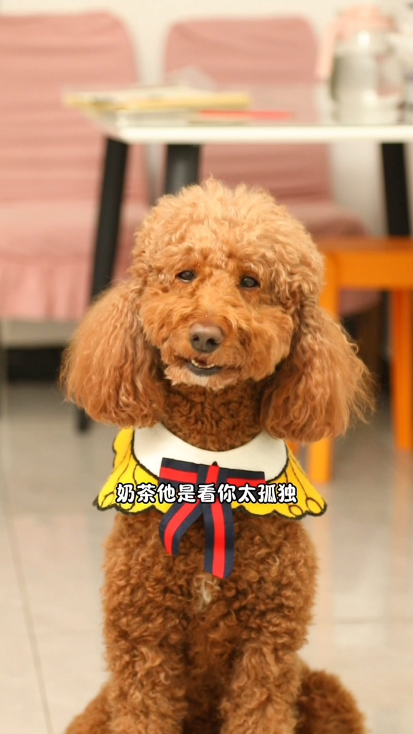 其实coco和奶茶都很爱妈妈