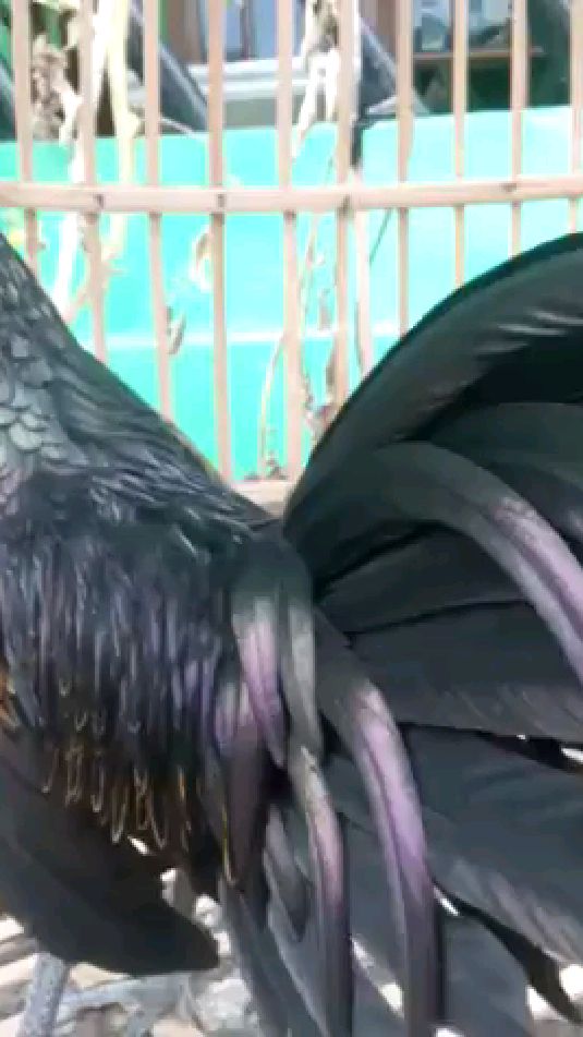 绿原鸡杂交鸡品种