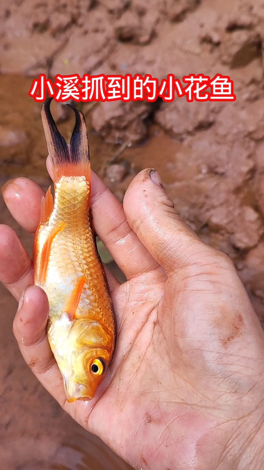 小溪边抓到的漂亮小花鱼