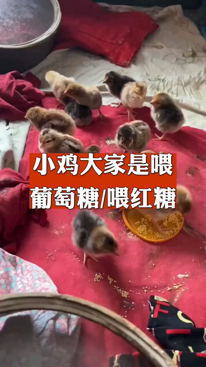 小鸡喂葡萄糖好还是红糖好?