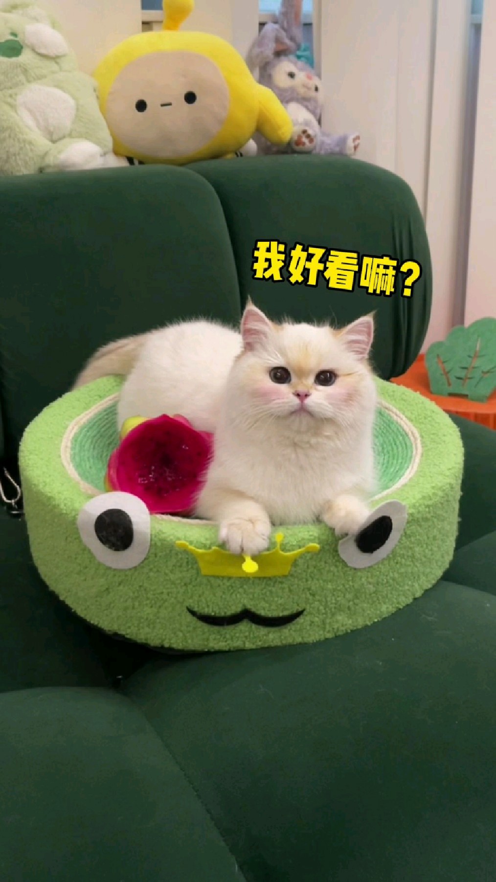 当小猫咪涂上腮红也太好看了吧!