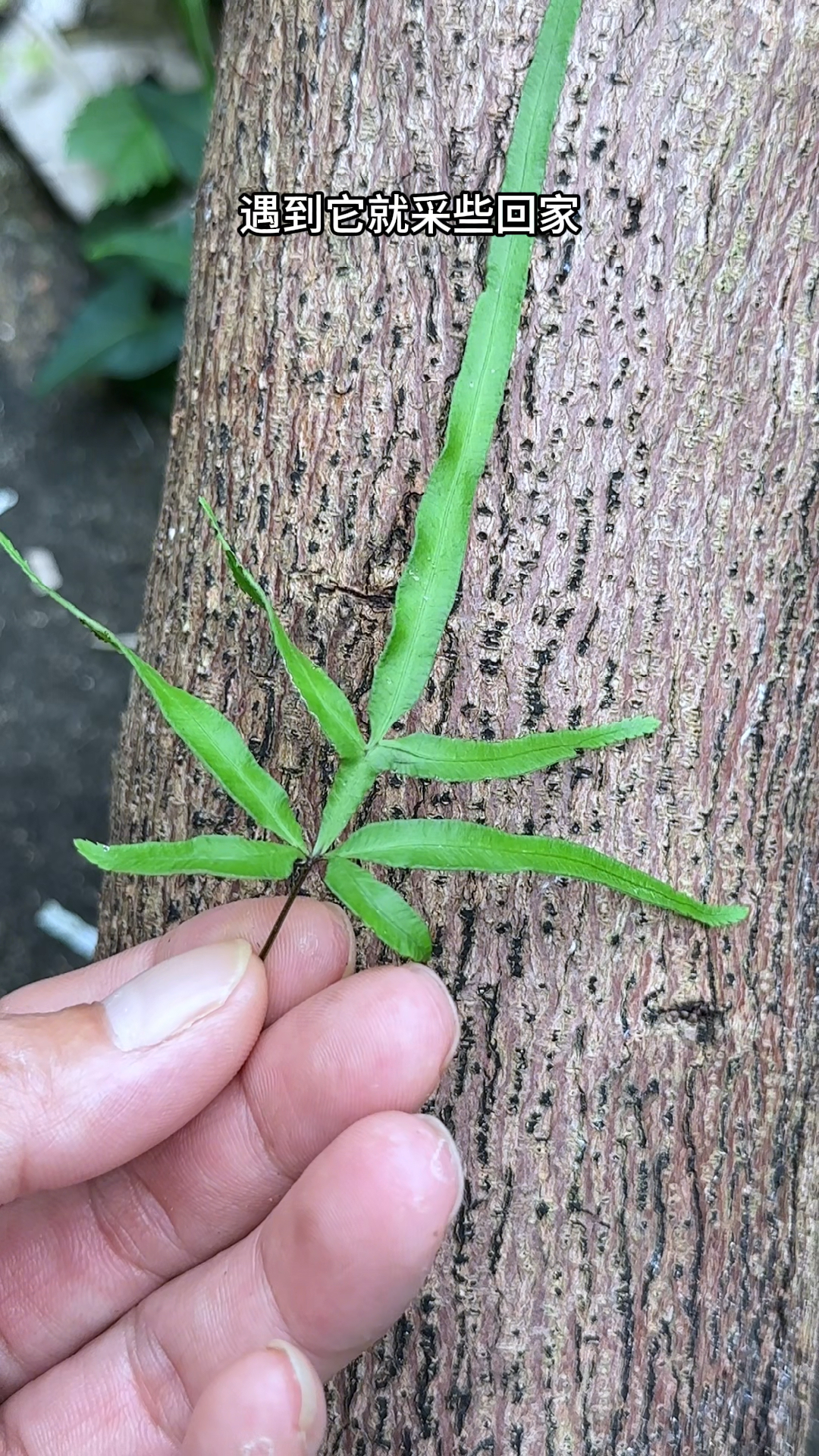 凤尾草,农村常见的蕨类植物,有村民遇到它就采回家
