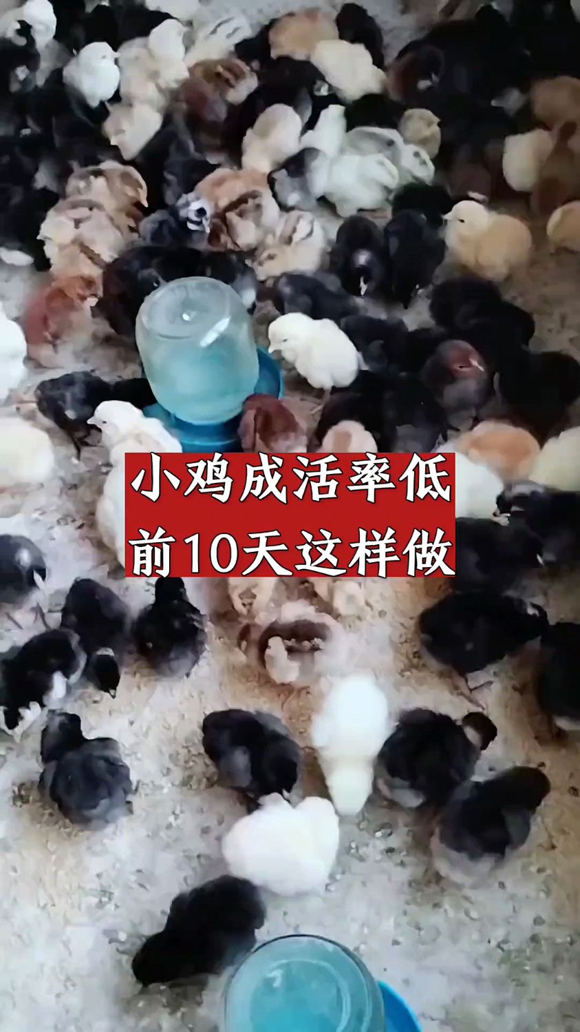 小鸡前十天成活率低的原因