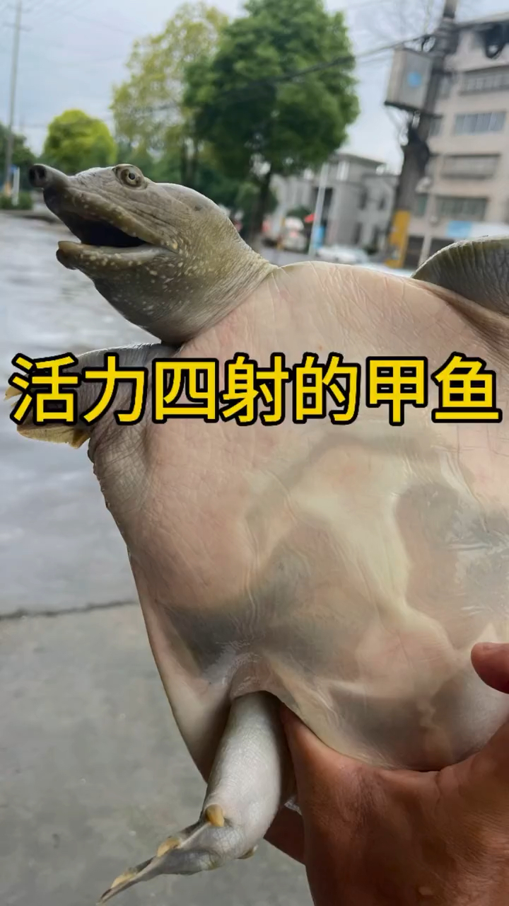 活力满满的甲鱼!
