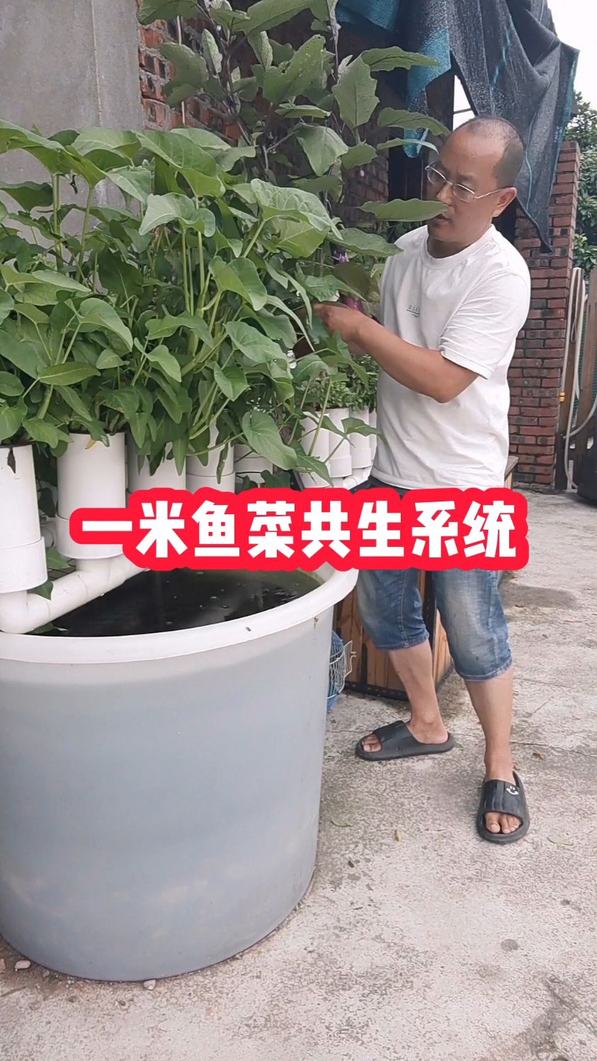 一米鱼菜共生系统也可以种茄子