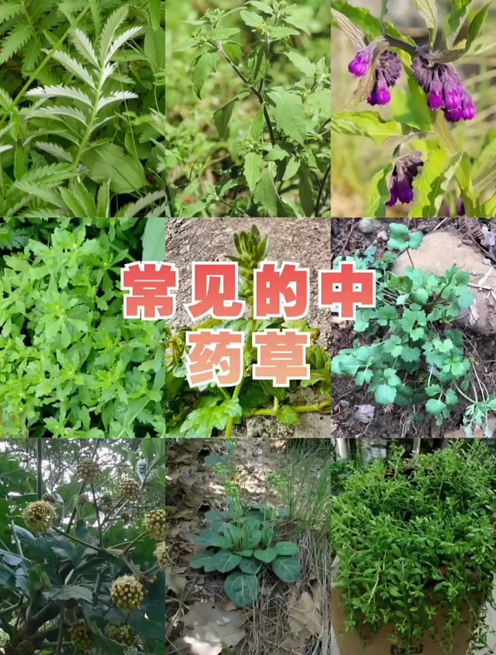 中药知识速记常见植物