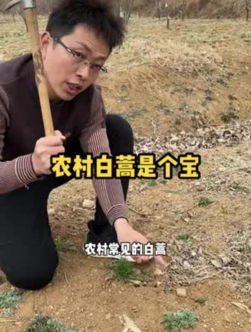 农村常见的白蒿,没想到竟然这么好,懂它的朋友拿它和大枣煮水喝