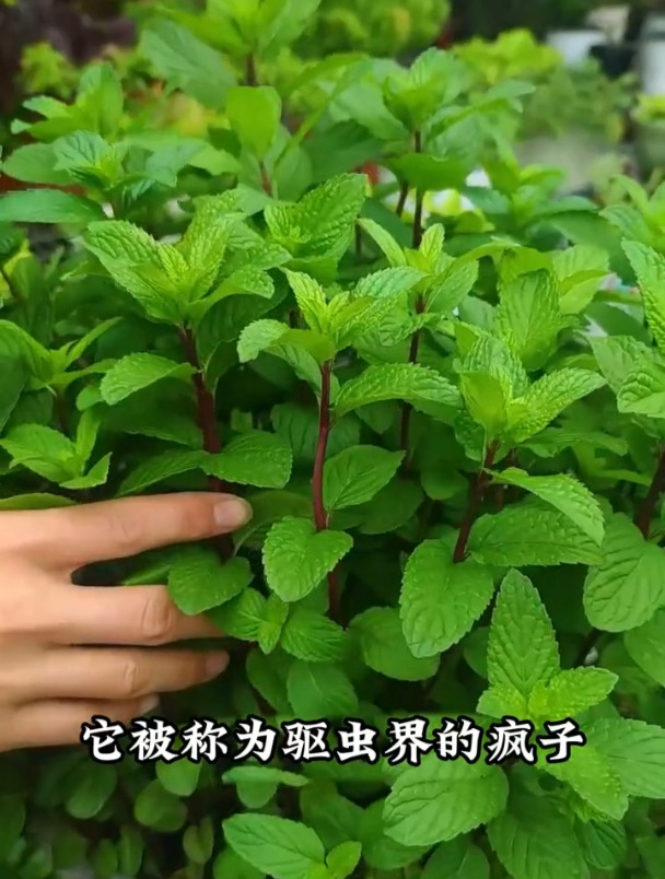 薄荷是一种“天然香草”,它的用途广泛,种在阳台还有驱蚊效果!