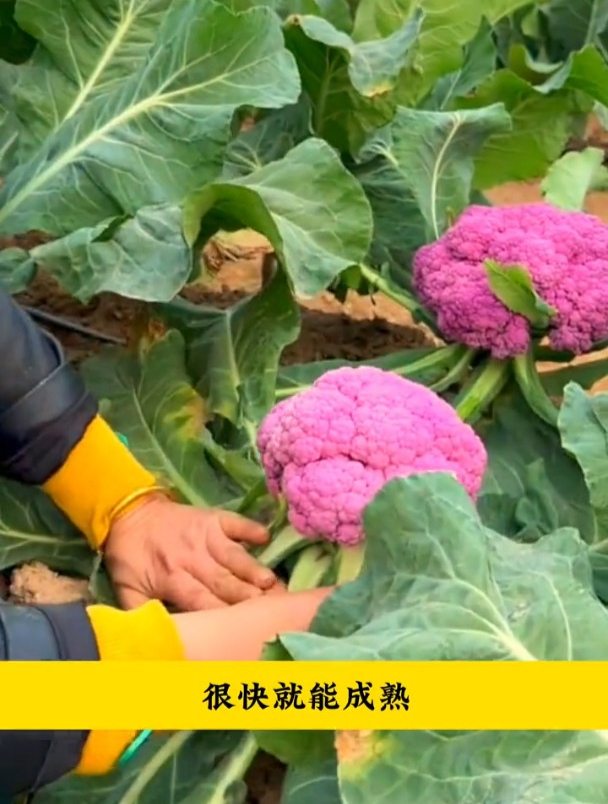 是蔬菜还能当花养,耐热不易招虫,紫花菜备受喜爱!