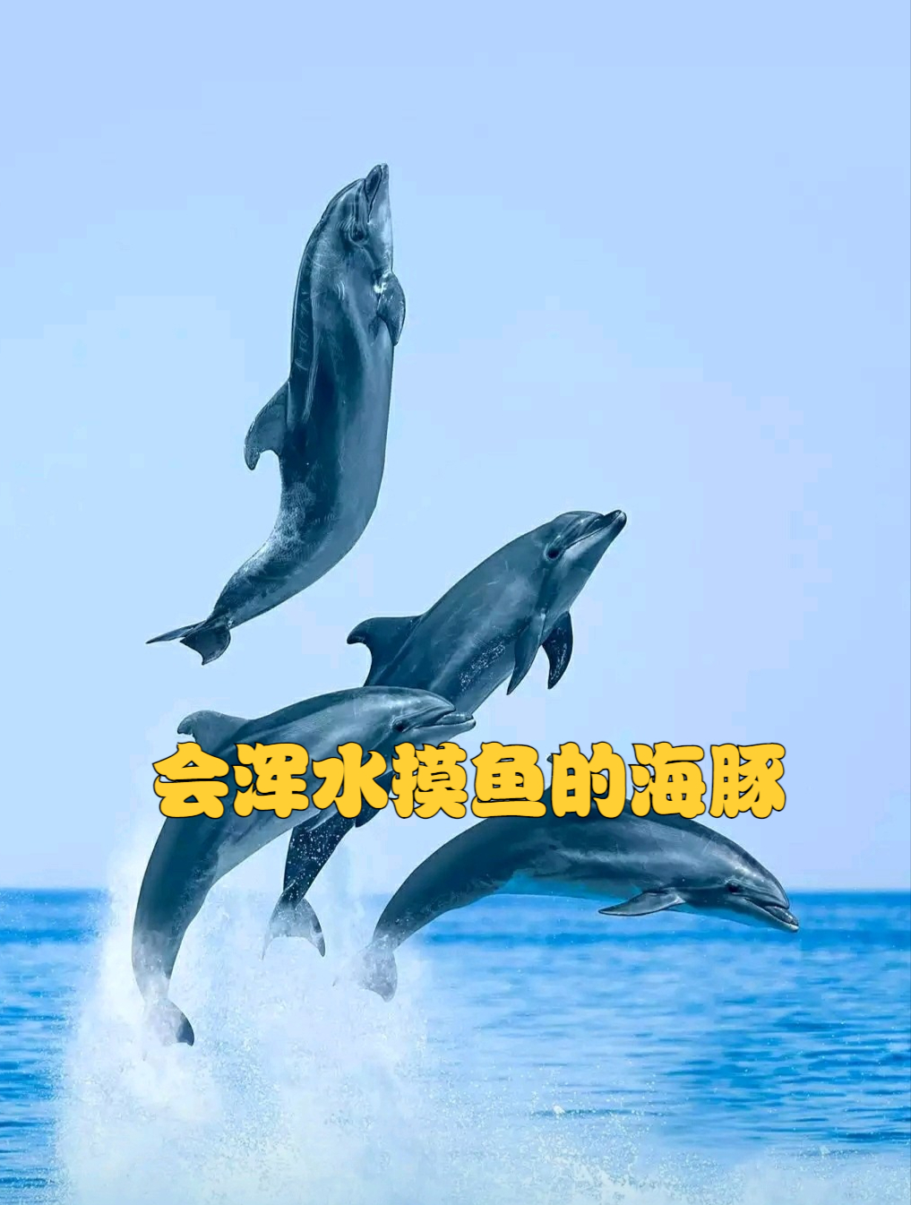 会浑水摸鱼,海豚的智商究竟有多高?