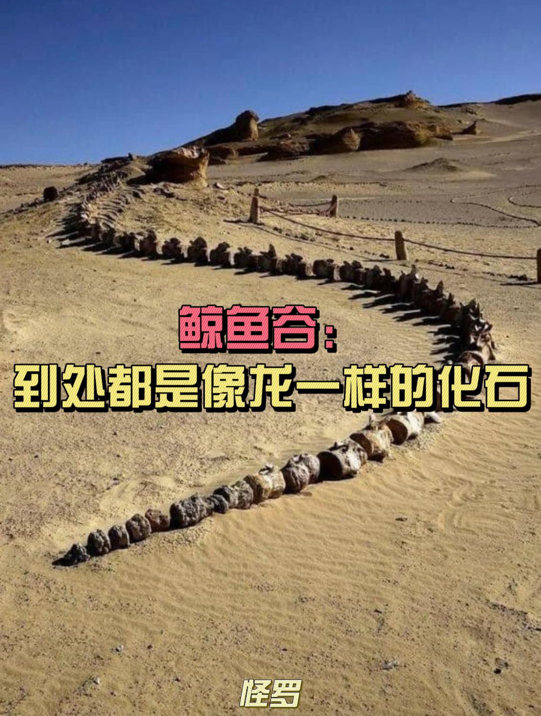 鲸鱼谷:这里有好多像是中国龙骨架一样的化石