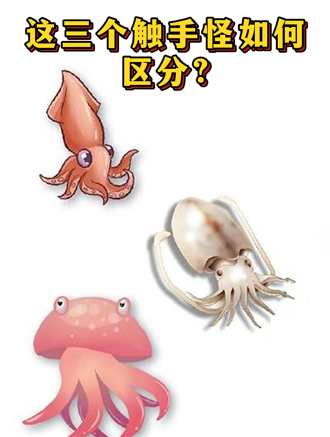 章鱼、鱿鱼、墨鱼这三个触手怪怎么区分?一首科普之歌给你解惑!