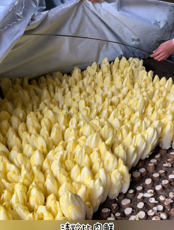 这可不是娃娃菜,这是金玉兰菜,种子就能播种哦!