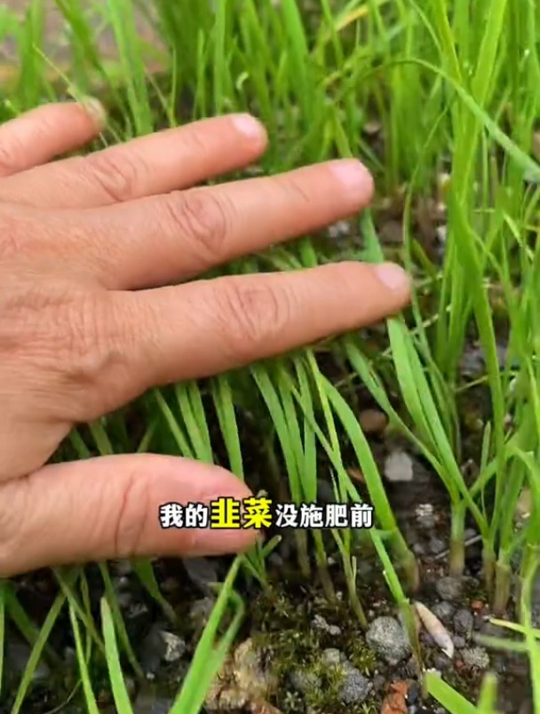 韭菜、红薯叶、生菜用上羊粪肥,根粗苗壮,叶片嫩绿肥厚