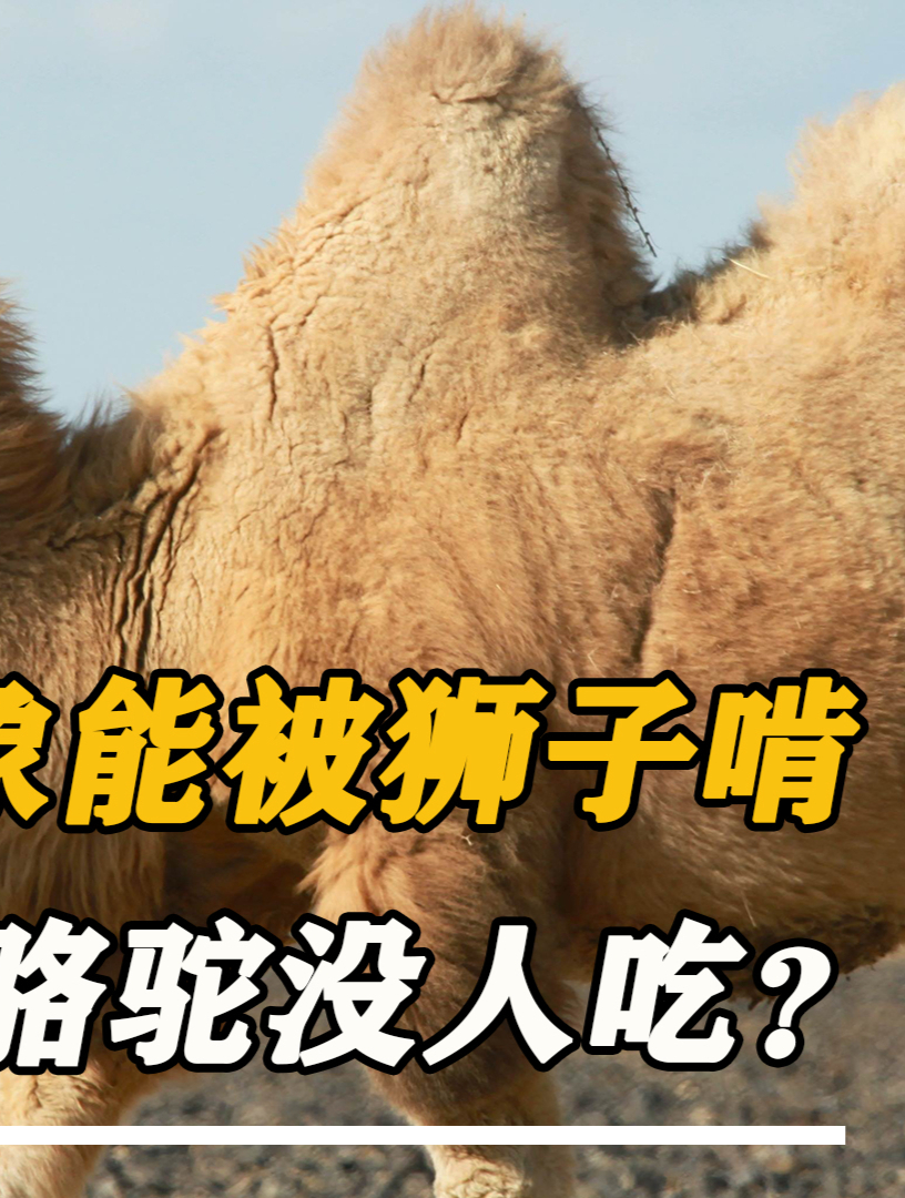 5吨大象都是狮群的菜,为啥1000斤的骆驼没动物吃?发狂太可怕!