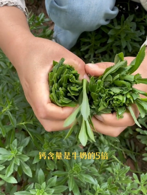 一种“高钙菜”,撒籽就长,可以反复采摘20年!