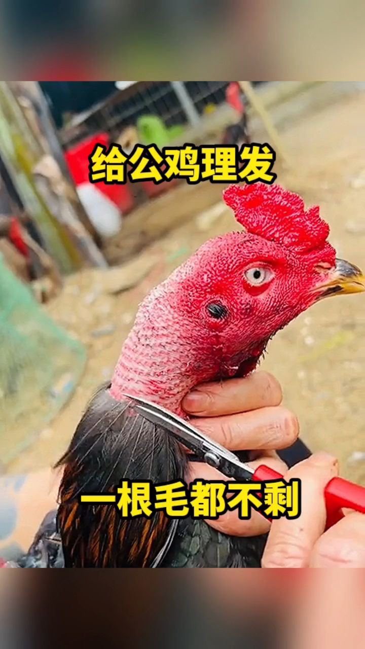 给公鸡理发,一根毛都不剩!