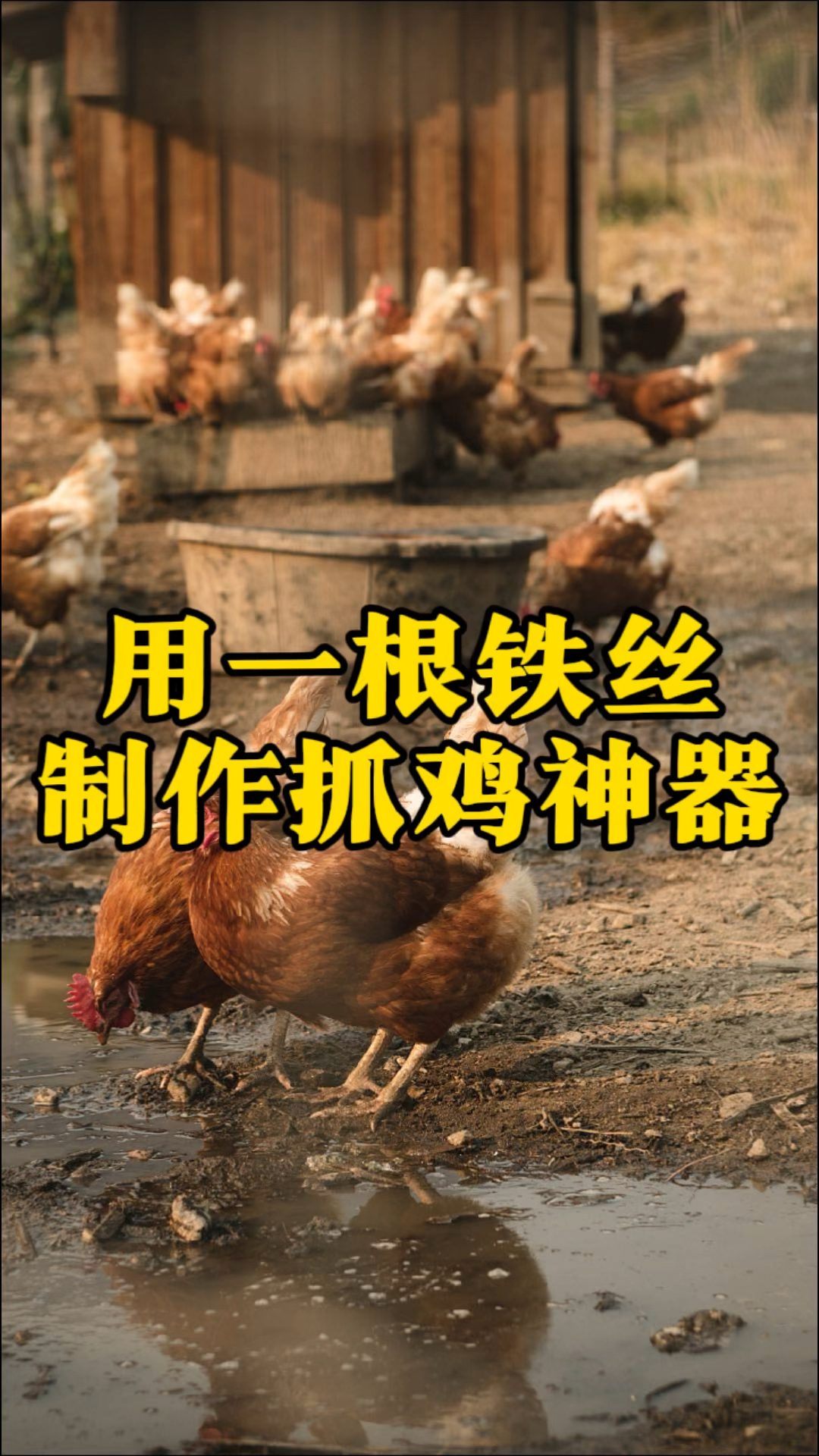 用一根铁丝就可以制作抓鸡神器,养鸡人赶紧试试吧