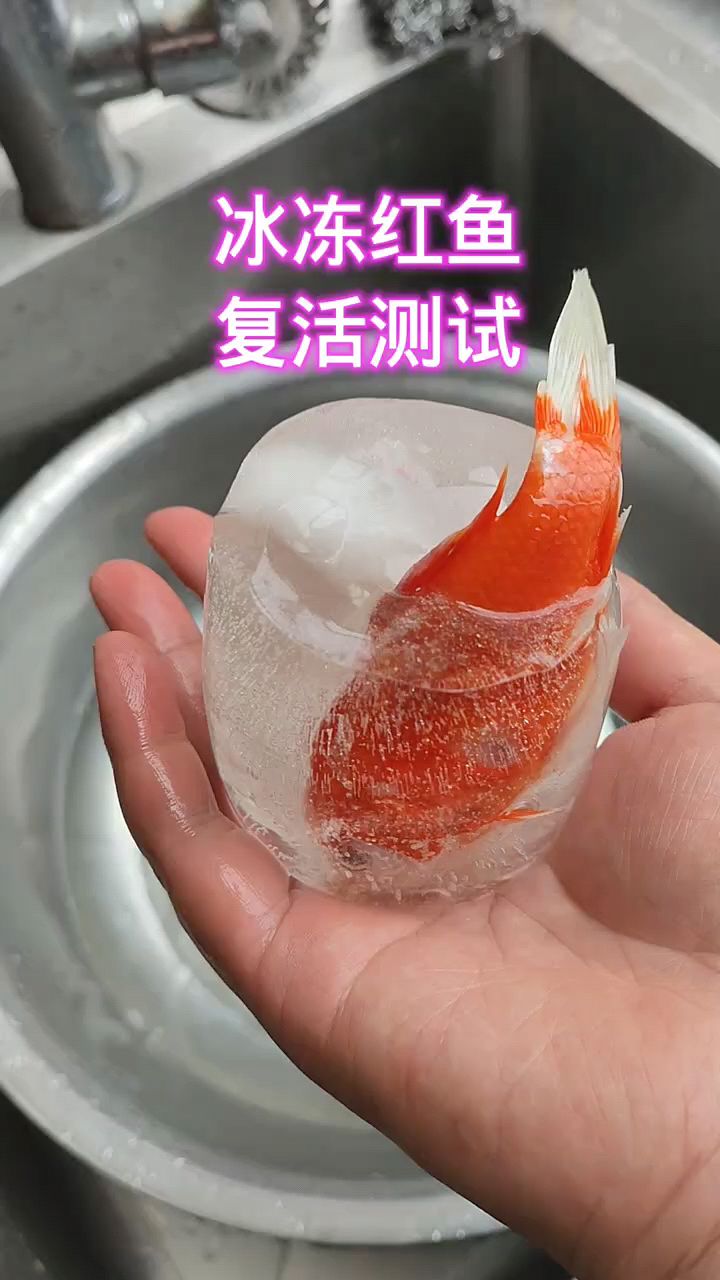 听说冰冻红鱼会复活