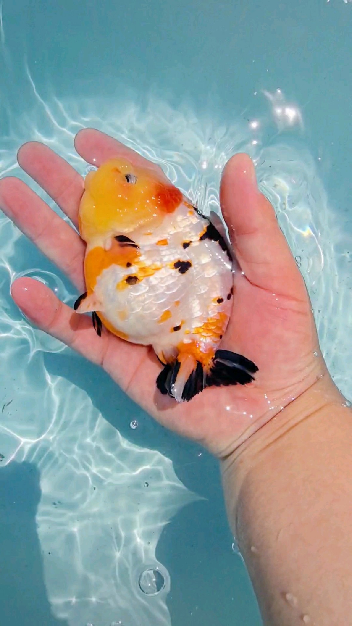 樱花三色重墨兰寿金鱼