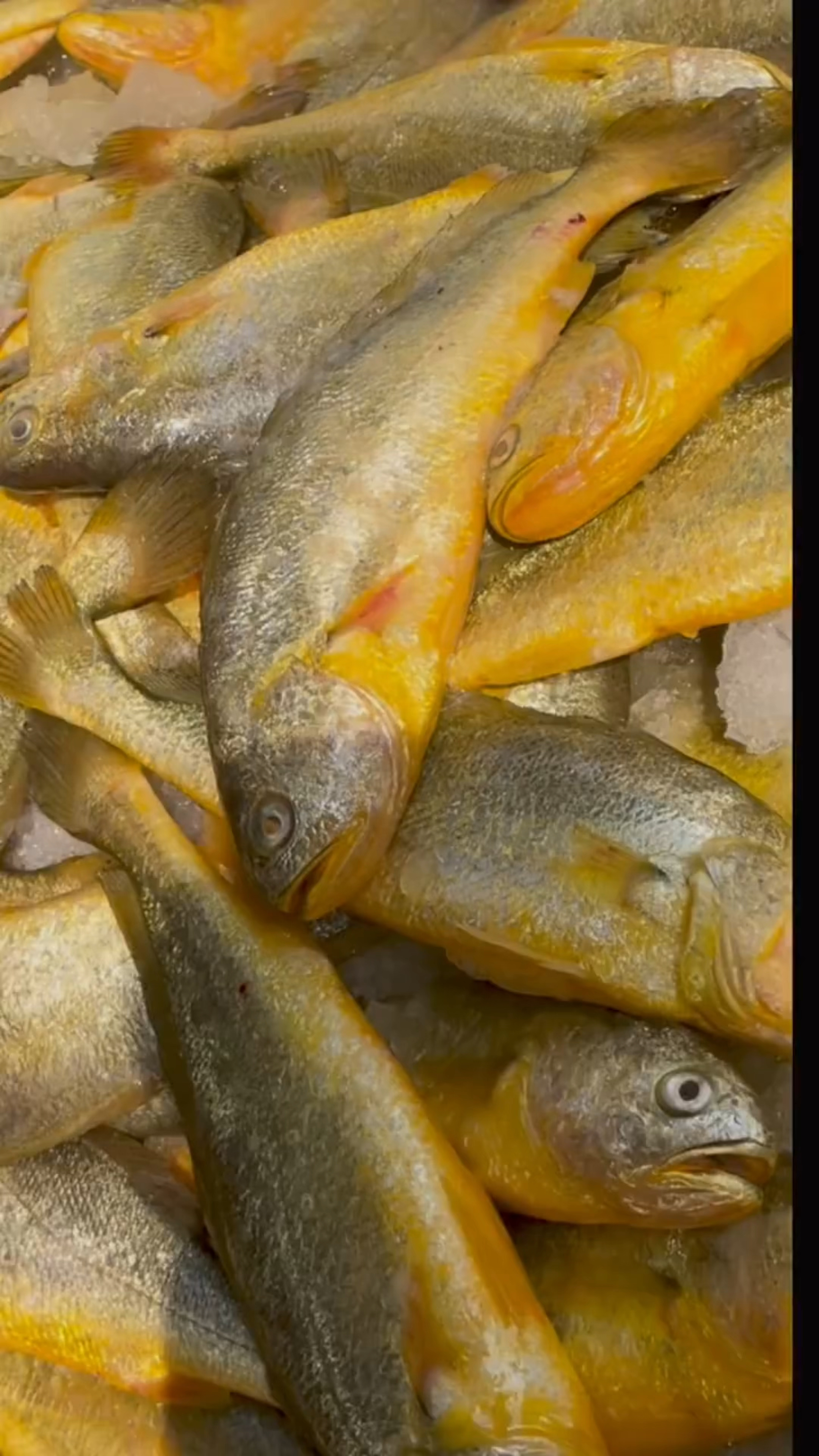 黄花鱼,金鲳鱼,海鲈鱼,八爪鱼,满籽的笔管鱼,您最喜欢吃哪个