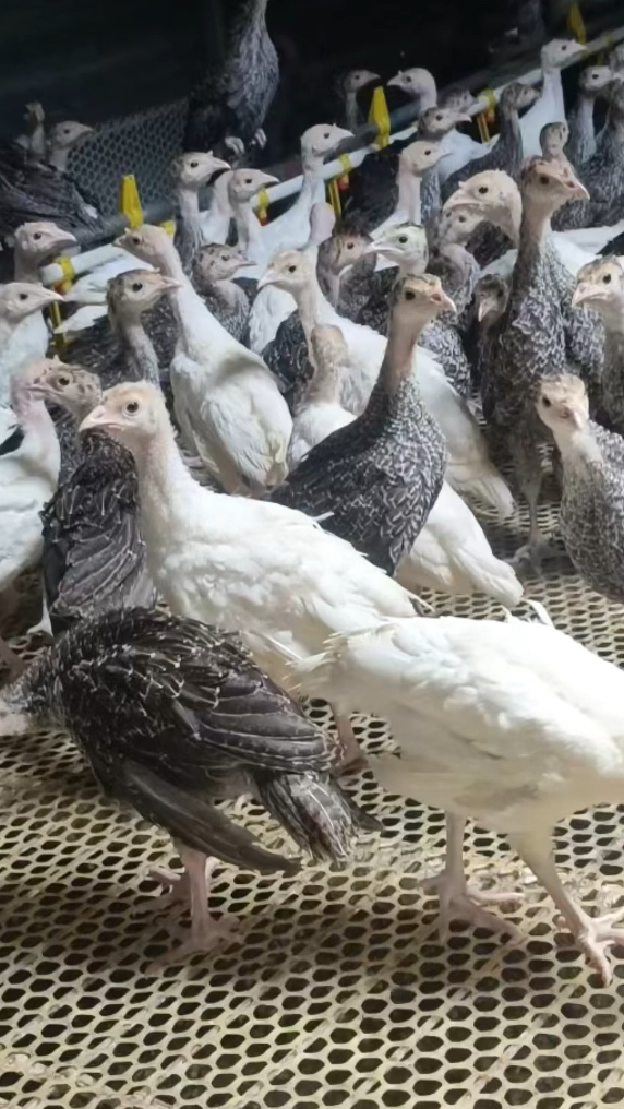 火鸡幼苗青铜VS纯白