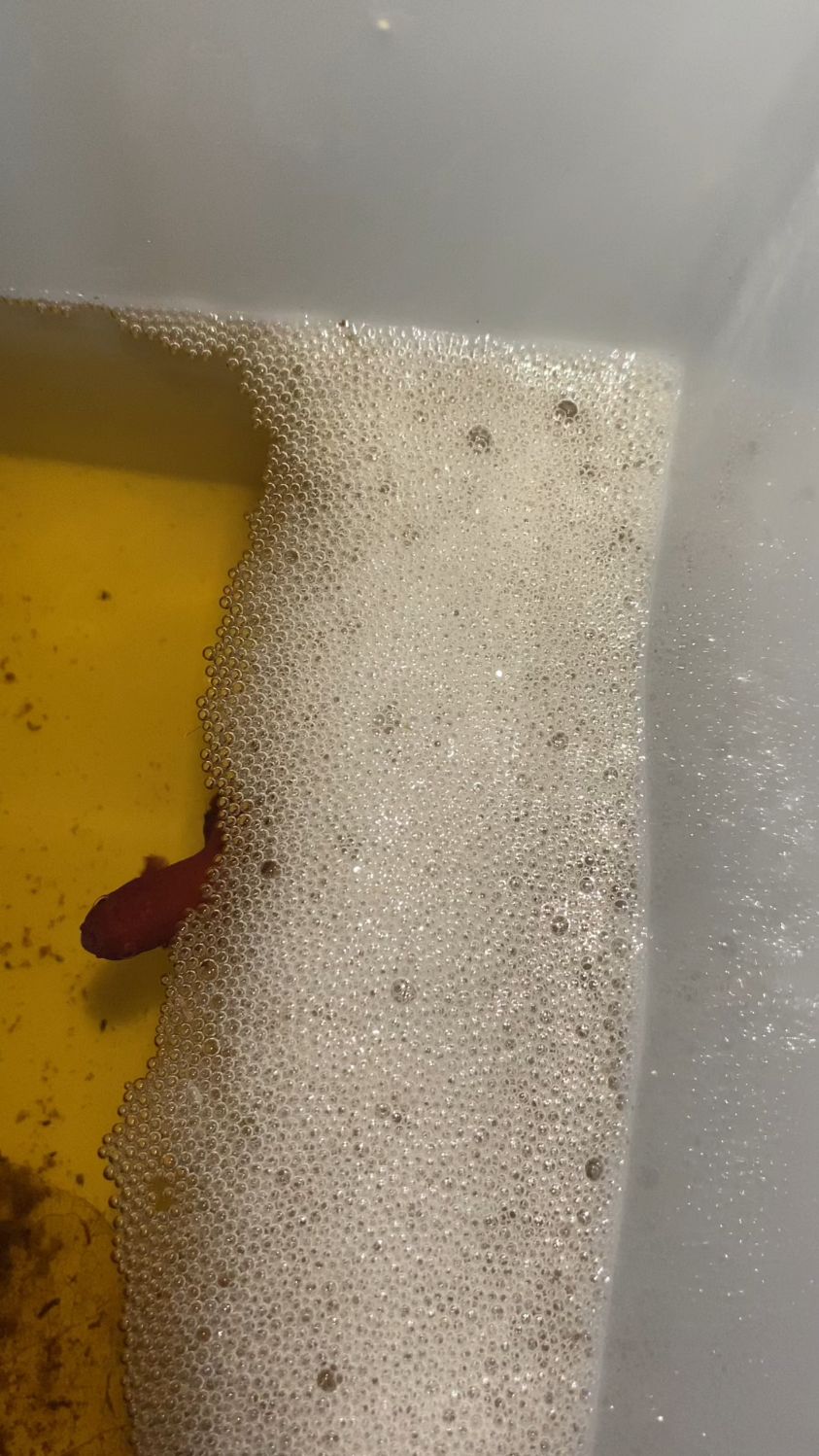 这公鱼是遇到了它的一生挚爱了吧～