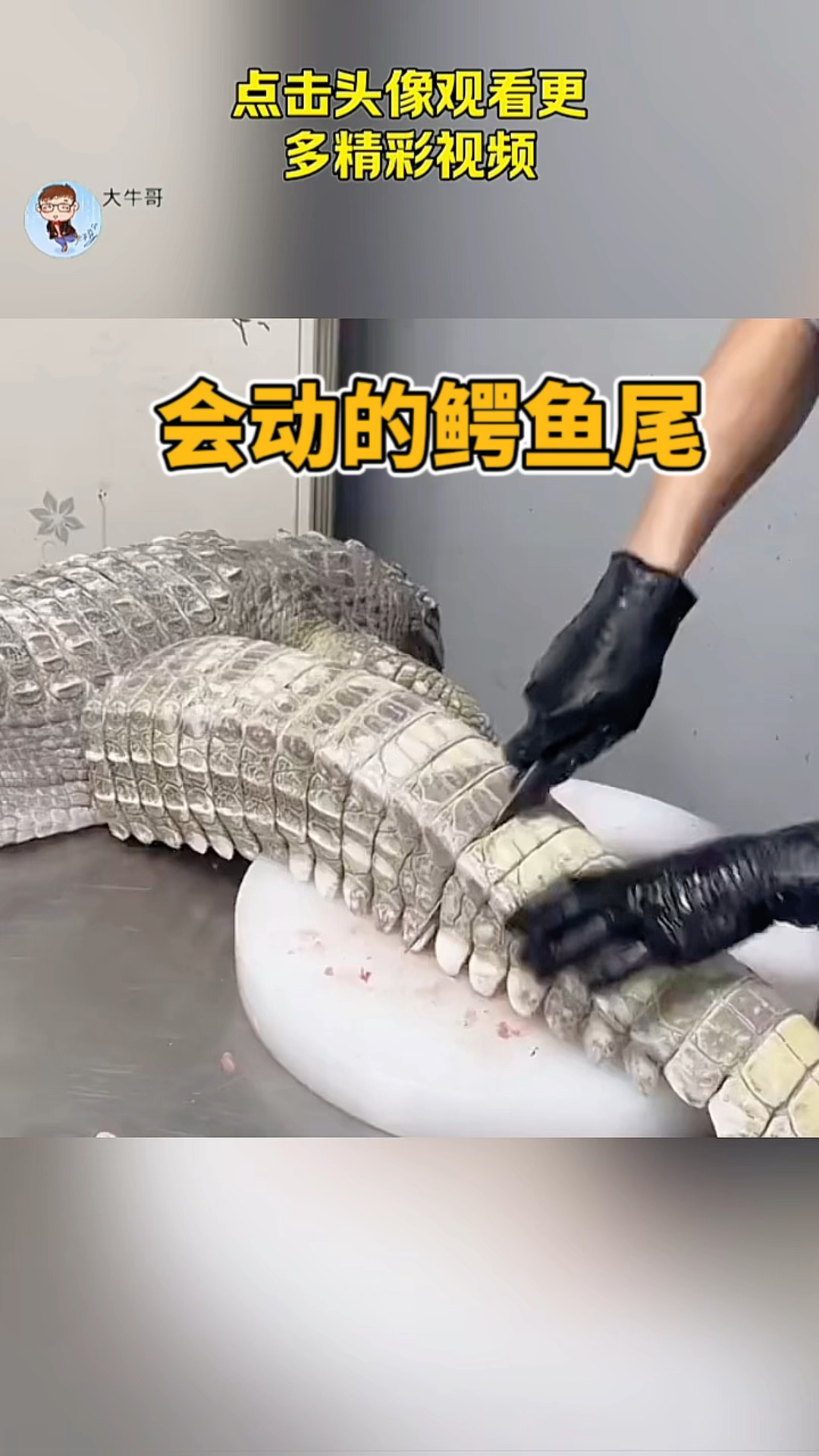 会动的鳄鱼尾,不可思议