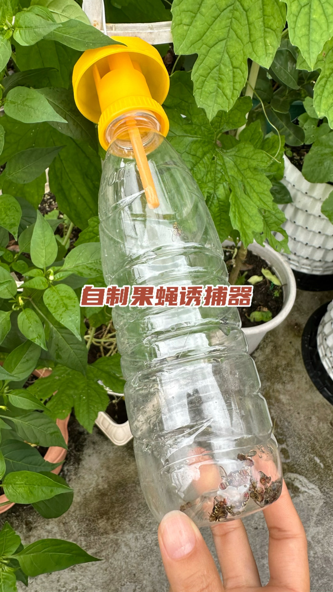 苹果苦瓜有喜啦,用塑料瓶自制“果蝇诱捕器”,诱捕果蝇保护瓜果