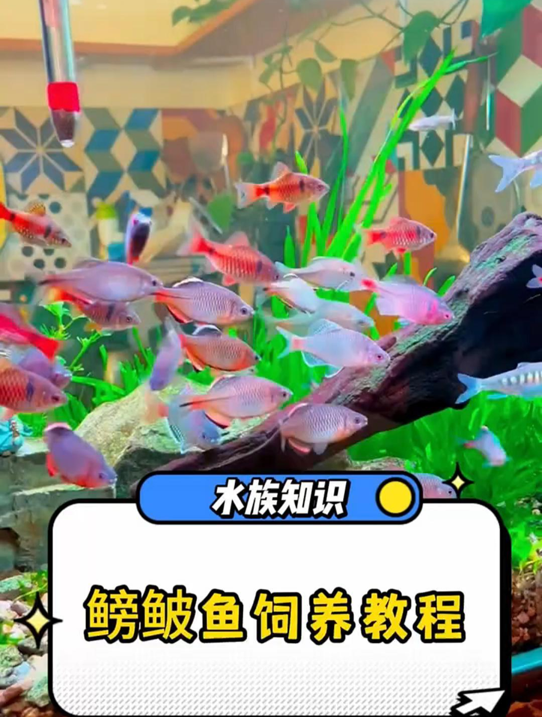 鳑鲏鱼该如何饲养?