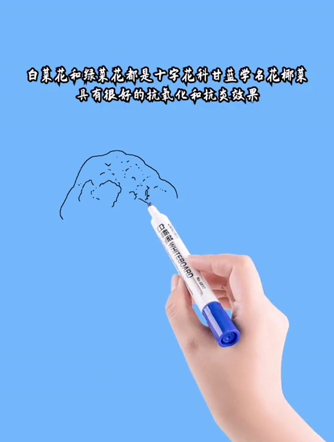 白菜花和绿菜花,分别具有什么效果