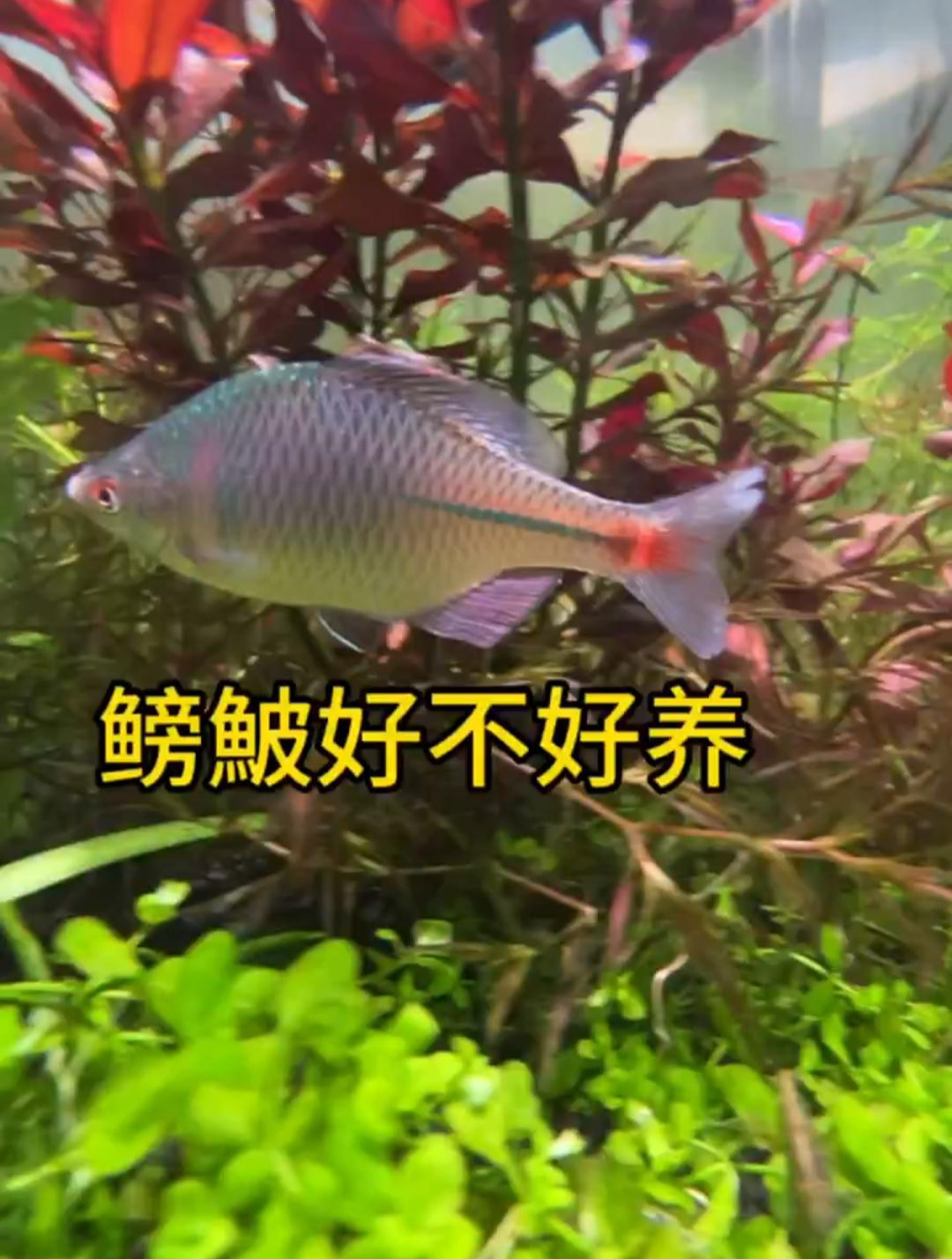 鳑鲏鱼好不好养?