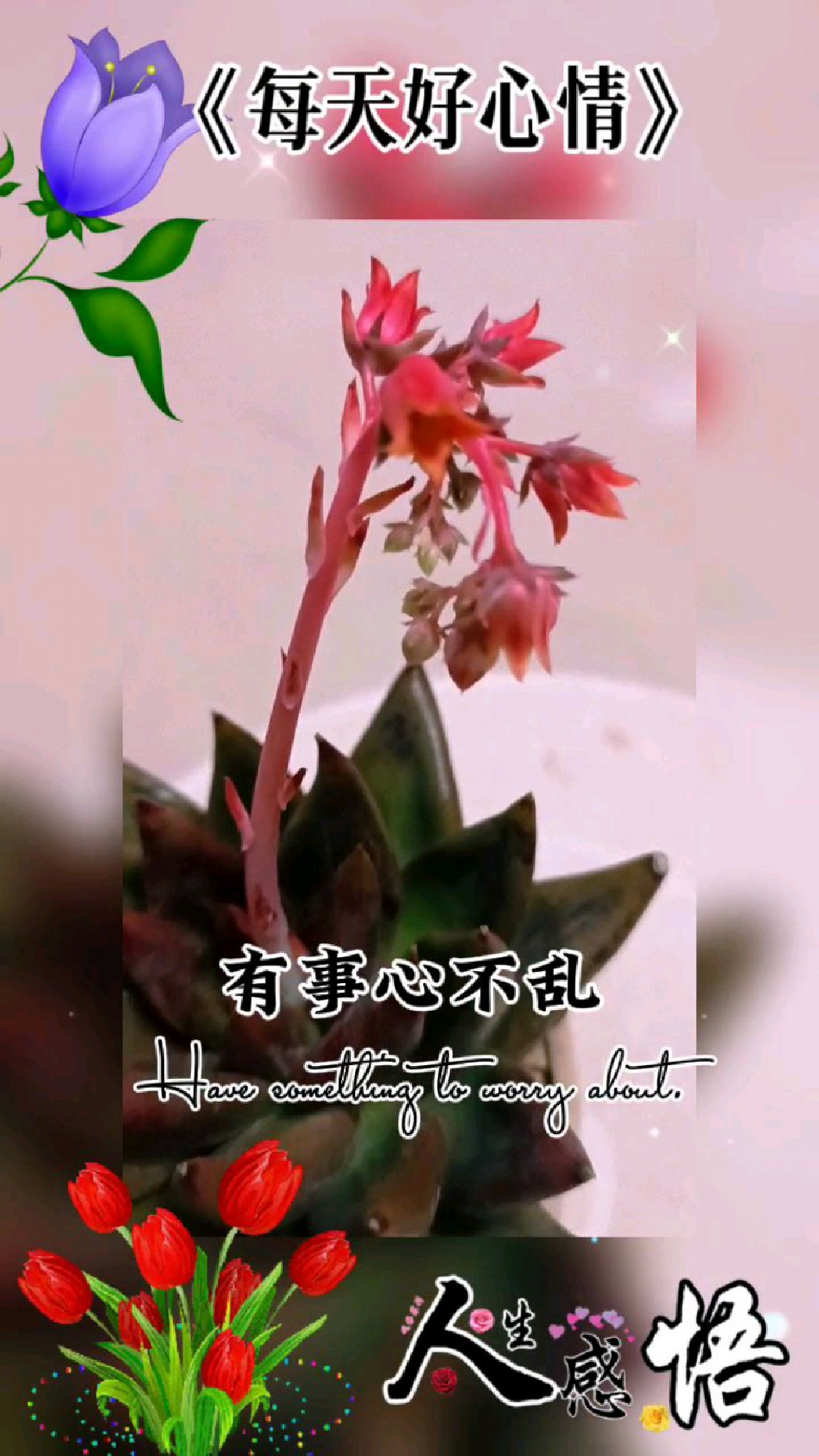 每天好心情留住一枝独秀的多肉花剑,绽放这一刻的美丽