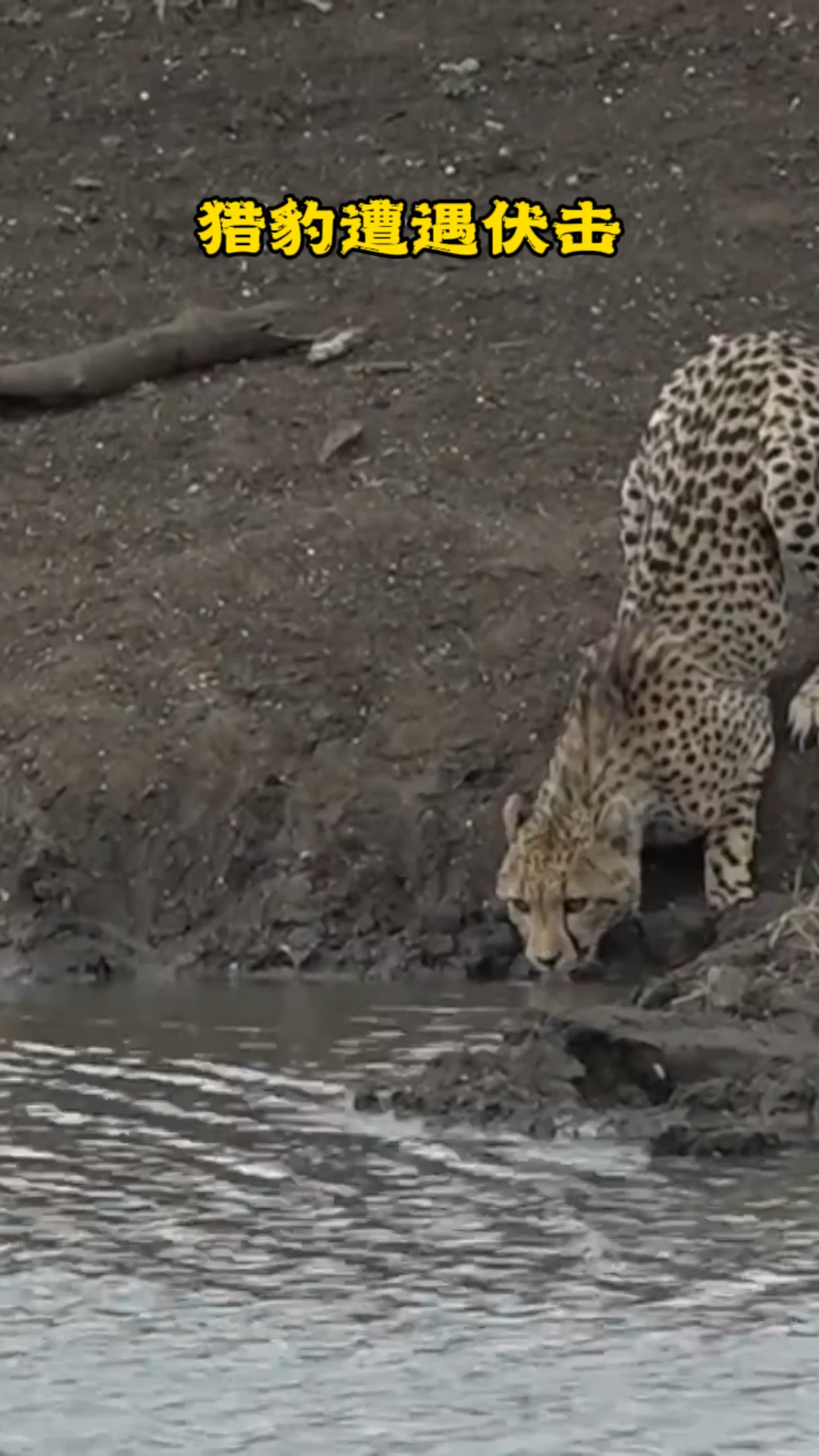 尼罗鳄偷袭猎豹的瞬间,速度之快令猎豹始料不及,但美洲豹却能秒杀鳄鱼