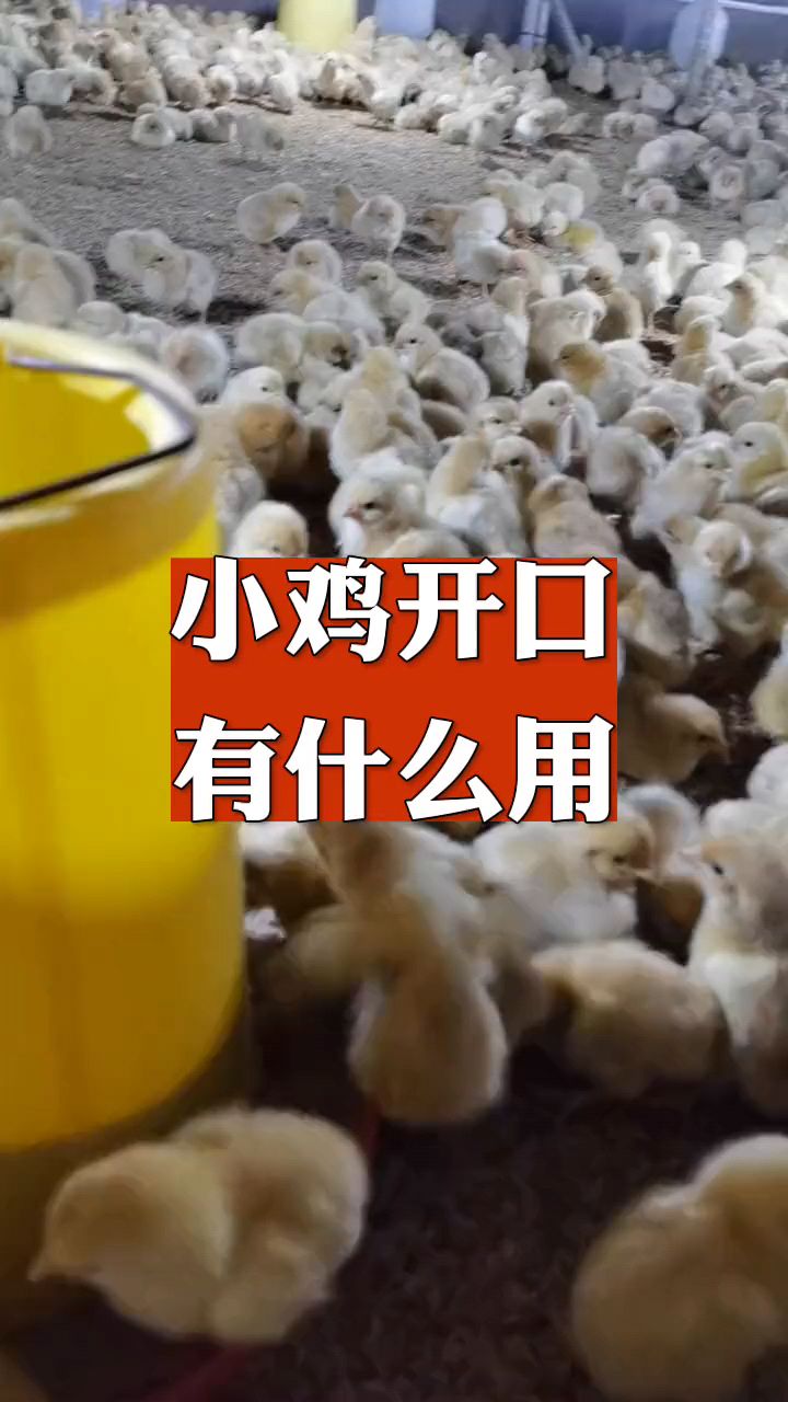 小鸡开口有什么作用?
