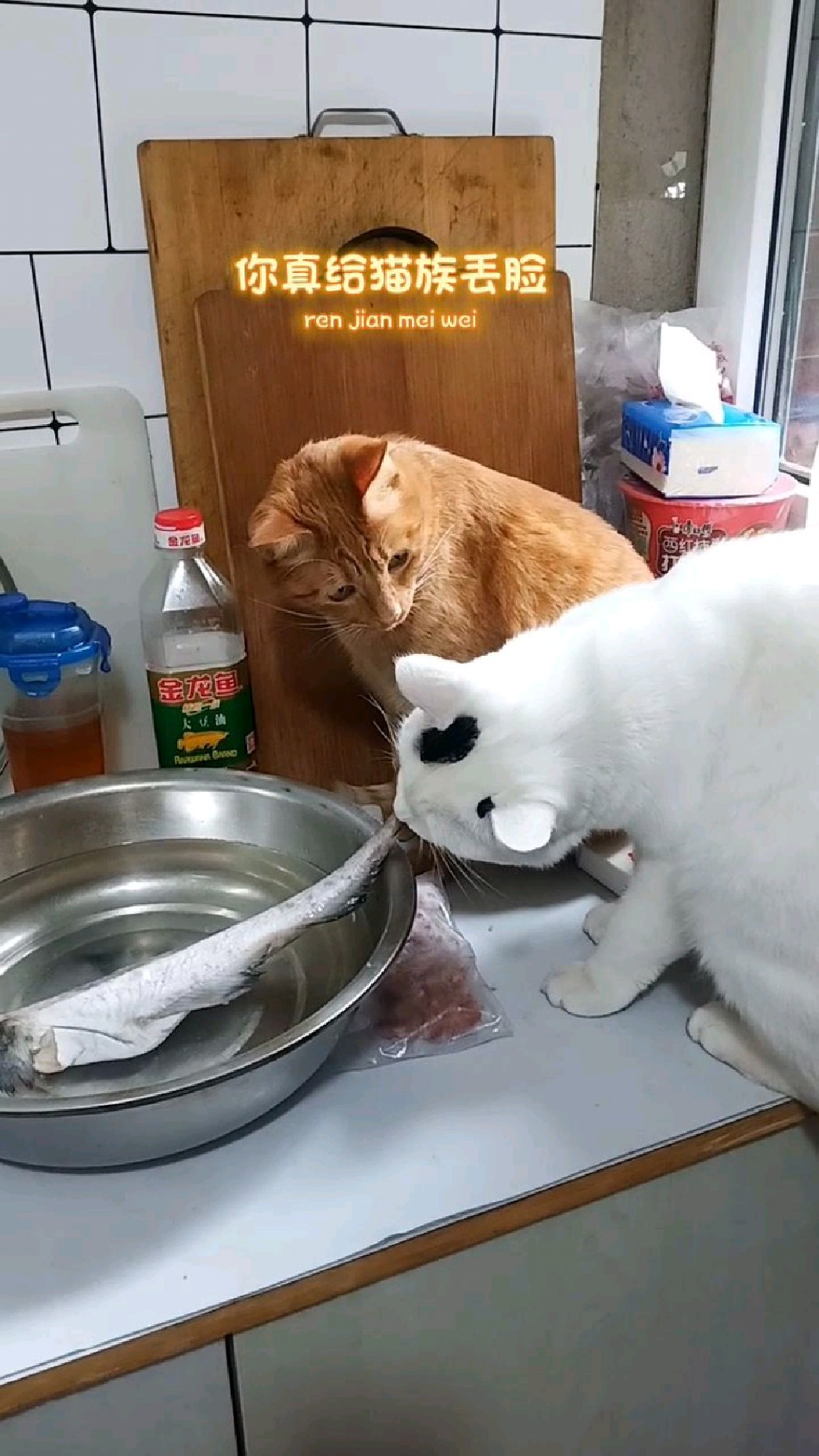 女橘猫咪亲眼目睹,白猫想把整个鱼叼走,结果结局很意外!