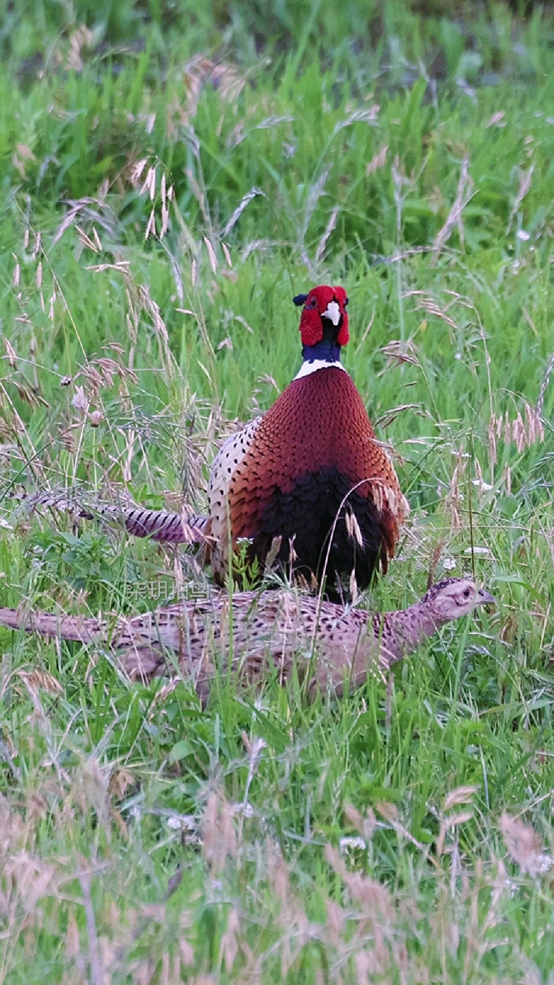 帅气的公野鸡带着羞答答的媳妇出来溜达了#野鸡叫声#野生鸟类视