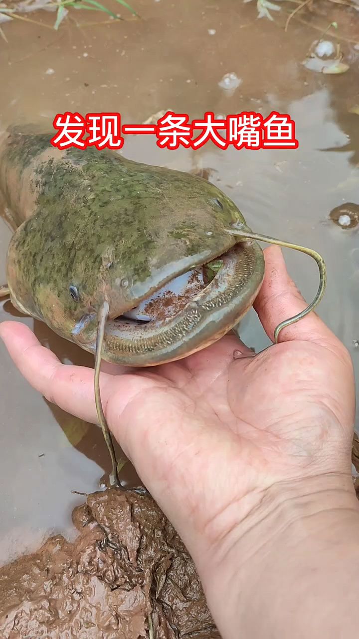 发现一条大鱼还带胡须的