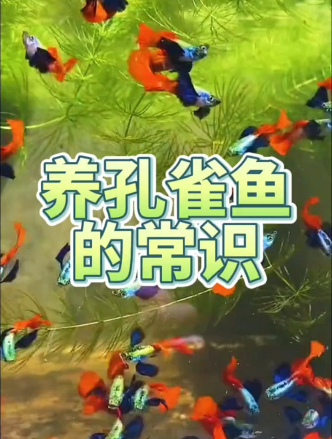 养孔雀鱼的常识你都知道吗