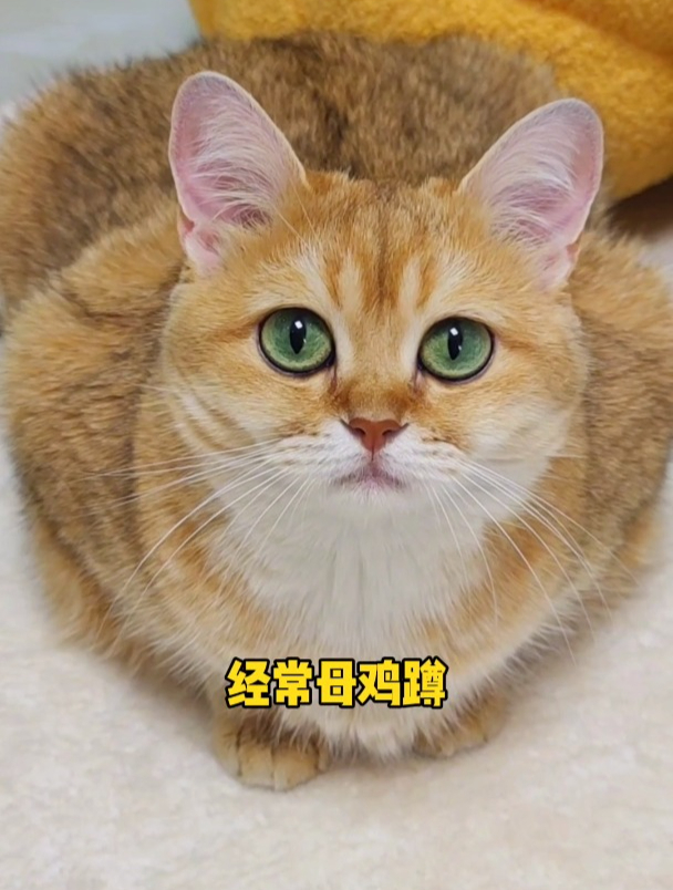 养猫千万别大意!如果猫咪频繁的呕吐母鸡蹲!就说明它很难受了