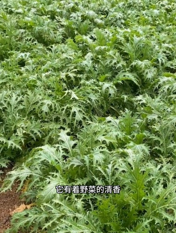 雪菜又叫“春不老”,有着野菜的清香,经常用来腌制成泡菜!