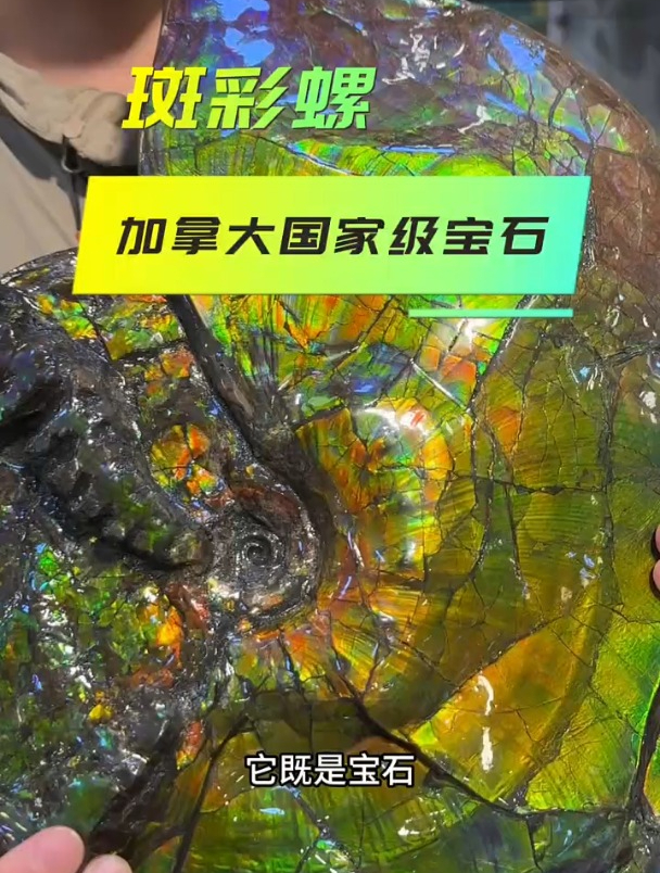 古生物化石:加拿大国家级宝石,也是化石